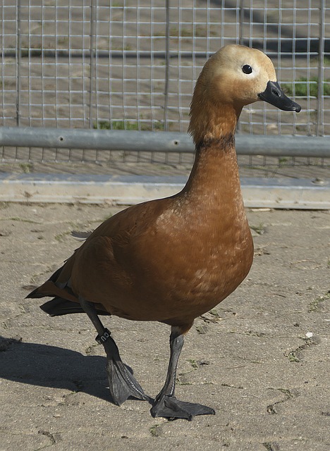仿偶像的生