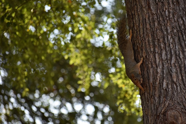 大師和領袖 大師和領袖